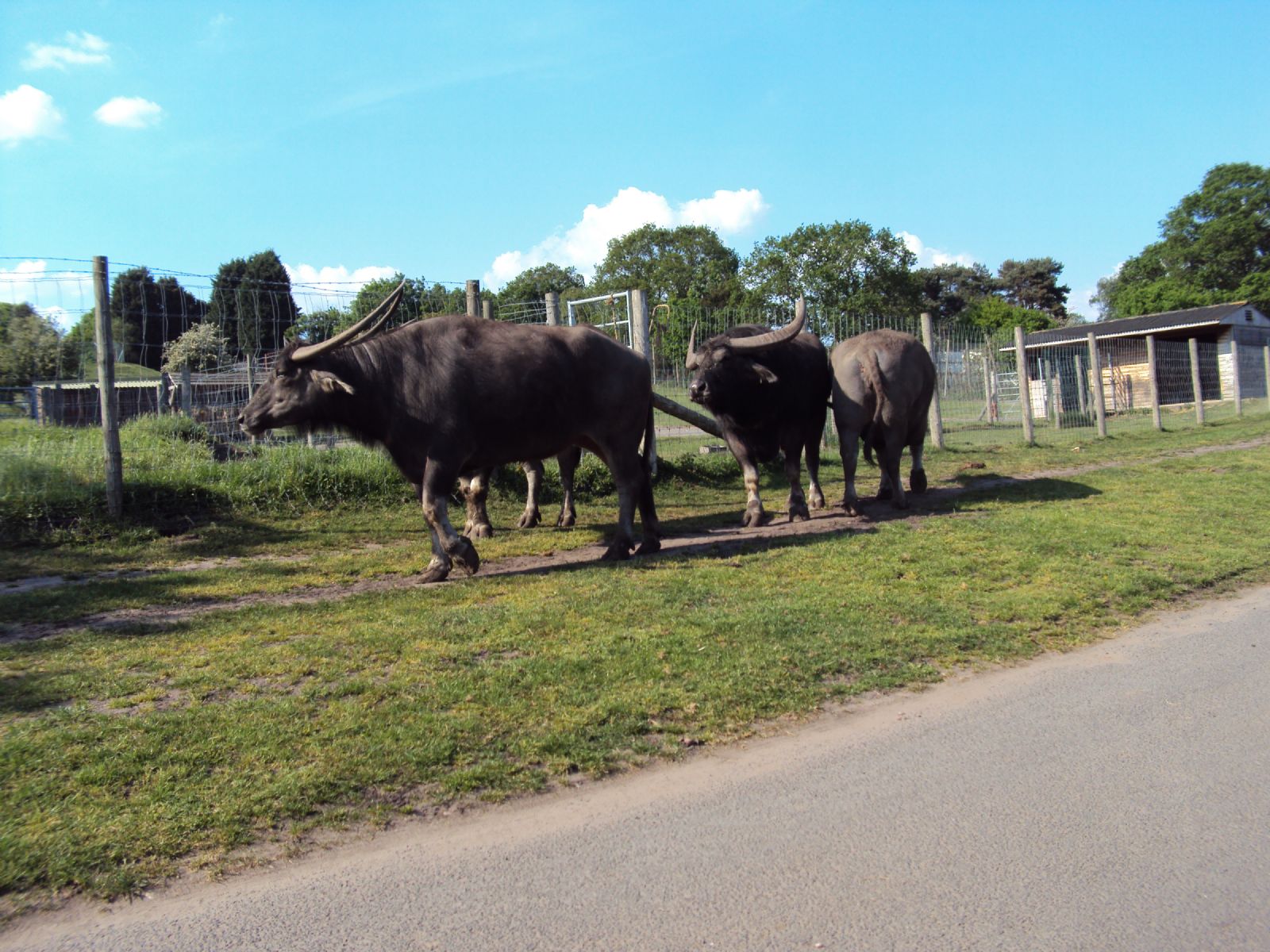 West Midland Safari Park